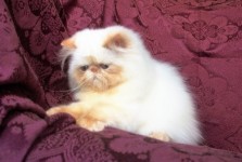 Flame Point Himalayan Kitten  Available NOW!